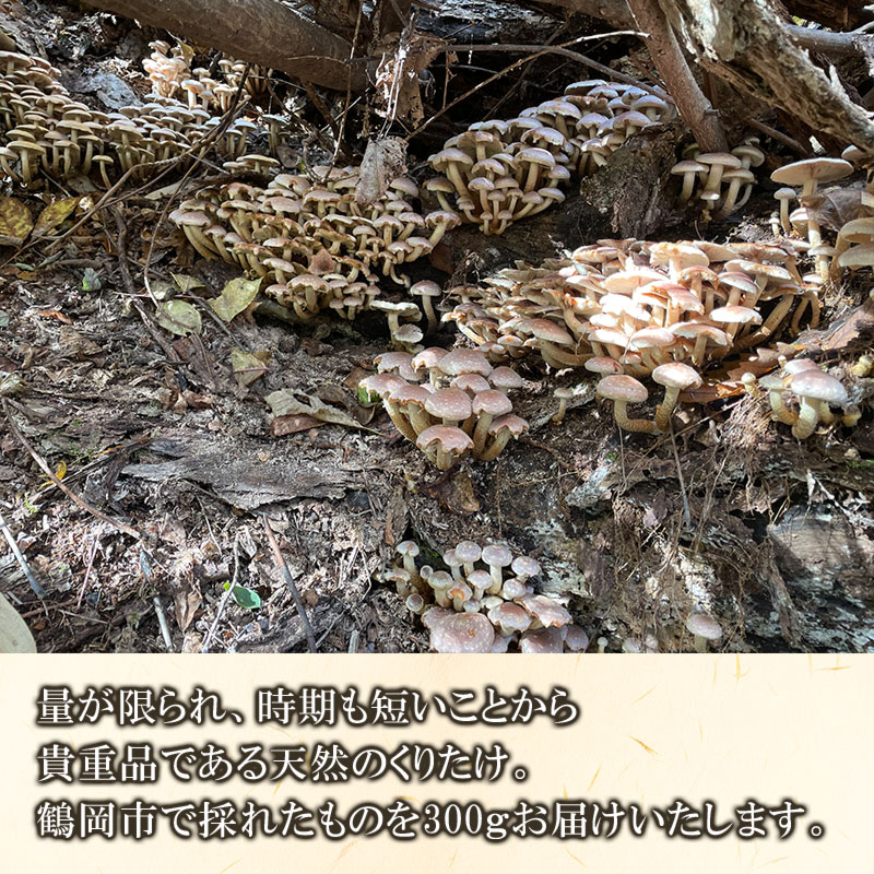 【ふるさと納税】【令和8年産先行予約】天然くりたけ 300g きのこ 栗茸 発送時期：10月1日〜11月30日頃 | 山形県 鶴岡市 楽天ふるさと 納税 山形 支援 返礼品 お取り寄せ 天然 くりたけ クリタケ 取り寄せ 特産品 名産品 支援品 天然きのこ キノコ 食品 食べ物　2026年 - 画像2