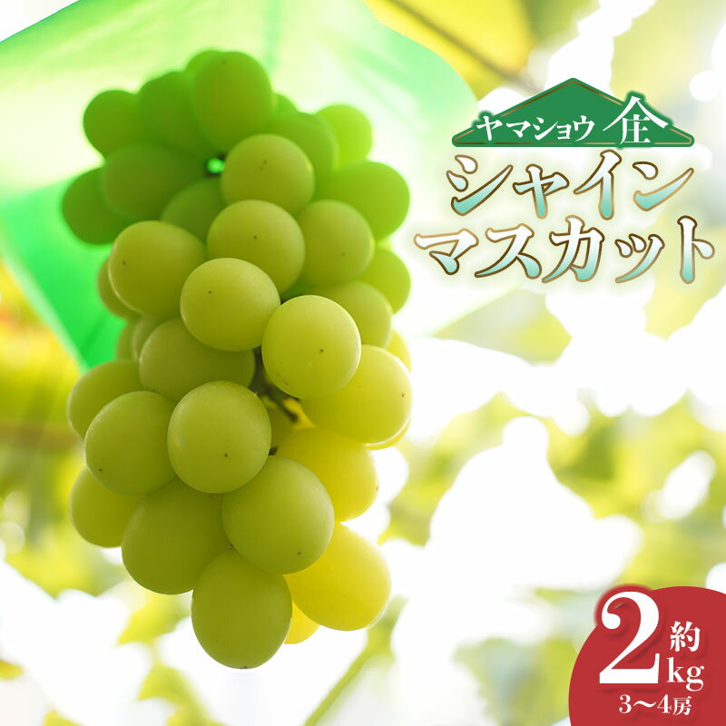 【令和8年産先行予約】シャインマスカット　約2kg（3〜4房） 白品種ぶどう 葡萄　ヤマショウ