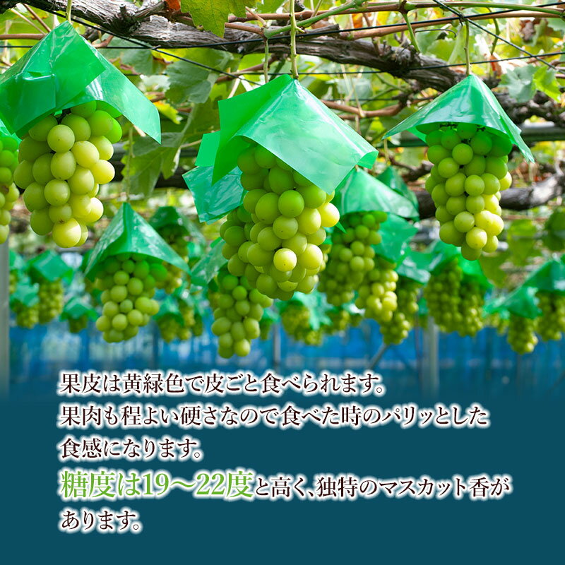 【ふるさと納税】【令和8年産先行予約】シャインマスカット　約2kg（3〜4房） 白品種ぶどう 葡萄　ヤマショウ - 画像2