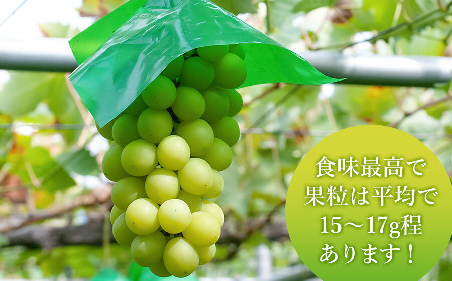 【ふるさと納税】【令和8年産先行予約】シャインマスカット　約2kg（3〜4房） 白品種ぶどう 葡萄　ヤマショウ - 画像3