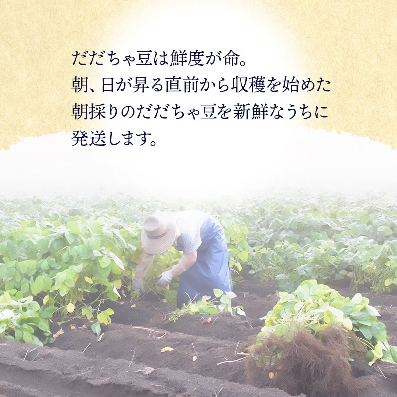 【ふるさと納税】【令和8年産先行予約】木村九八郎の朝採り！新鮮！だだちゃ豆 【早生（7月下旬～8月上旬頃発送）】 容量お選びください［1kg(250g×4袋)］［1kg(500g×2袋)］［1.5kg(500g×3袋)］ 枝豆 2026年　K-829 - 画像3