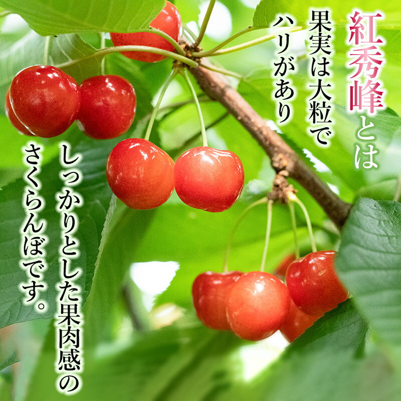 【ふるさと納税】 【令和7年産先行予約】さくらんぼ 紅秀峰 バラ詰め［500g・700g・1kg］ 山形県 鶴岡市産　榎本菜園　K-835・K-848・K-866 サムネイル3