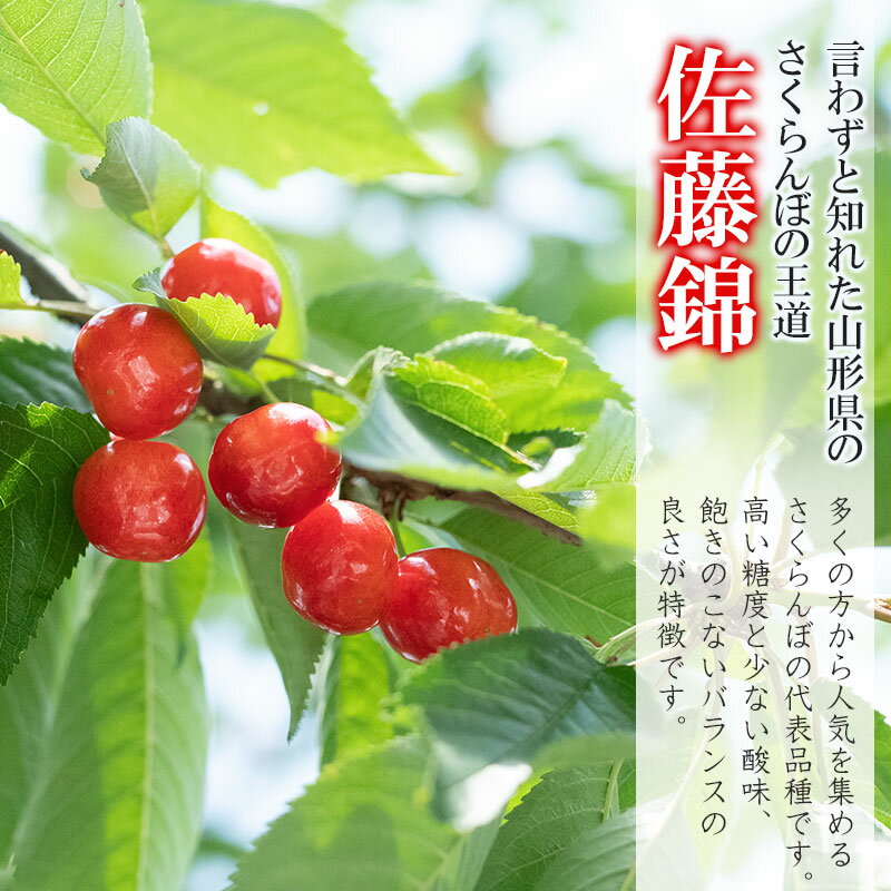 【ふるさと納税】［訳あり］さくらんぼ 佐藤錦 Mサイズ・バラ詰め 1kg(500g×2P)　山形県鶴岡市産　大膳農園 サムネイル3
