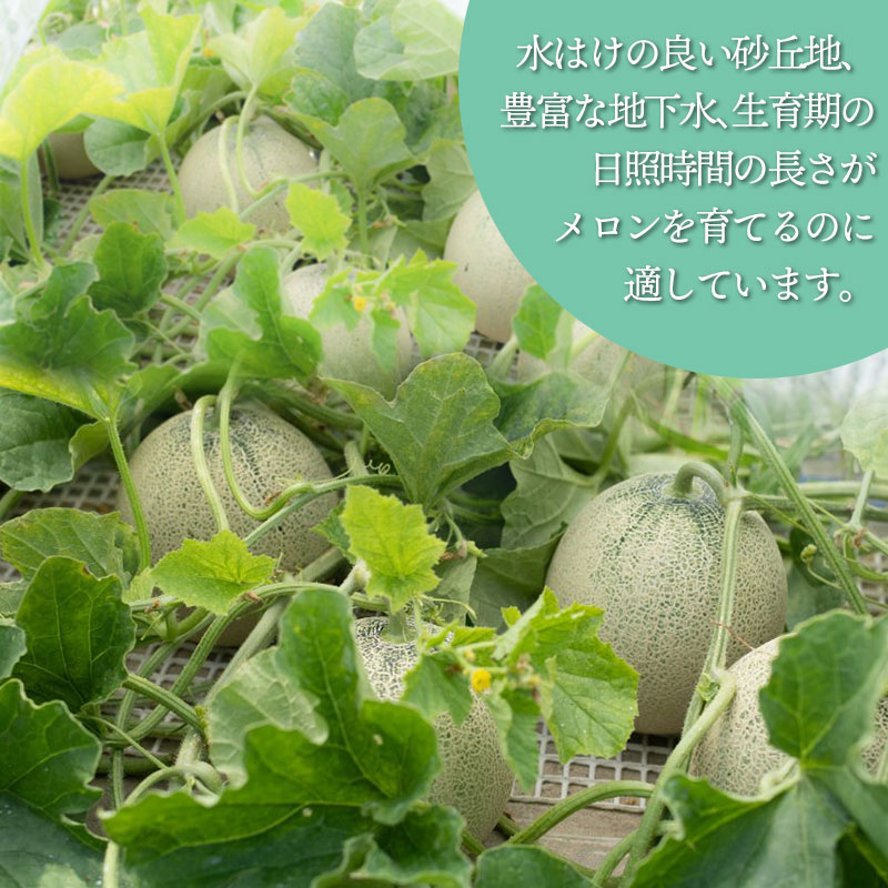 【ふるさと納税】【令和8年産先行予約】産地直送！ 庄内砂丘グレースメロン 約5kg（3〜5玉）秀品 4L〜2L玉 K-835 | 山形県 鶴岡市 フルーツ 果物 くだもの お取り寄せグルメ 青肉 めろん 特産品 名産品 2026年 サムネイル3