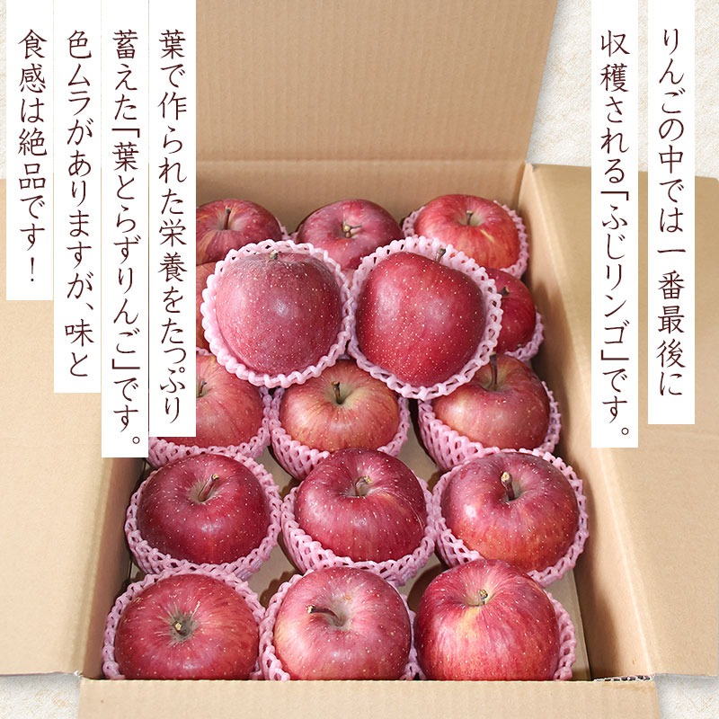 【ふるさと納税】【令和7年産先行予約】葉とらずリンゴ「ふじりんご」 5kg（14〜18玉）山形県鶴岡市産 サムネイル2