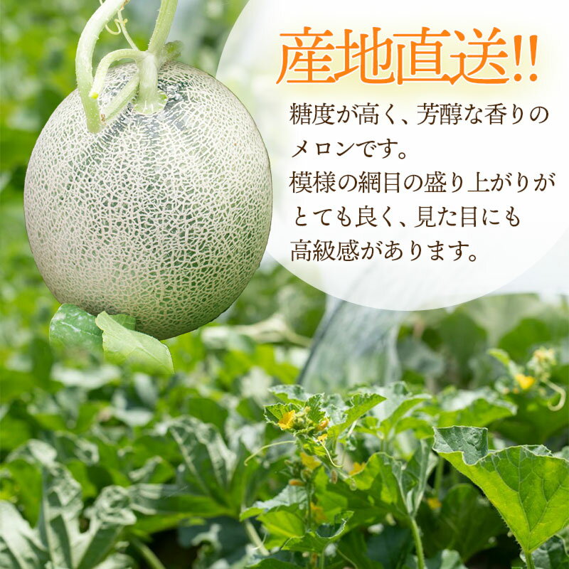 【ふるさと納税】【令和8年産先行予約】産地直送！ 庄内砂丘グレースメロン 約5kg（3〜5玉）秀品 4L〜2L玉 K-835 | 山形県 鶴岡市 フルーツ 果物 くだもの お取り寄せグルメ 青肉 めろん 特産品 名産品 2026年 サムネイル2
