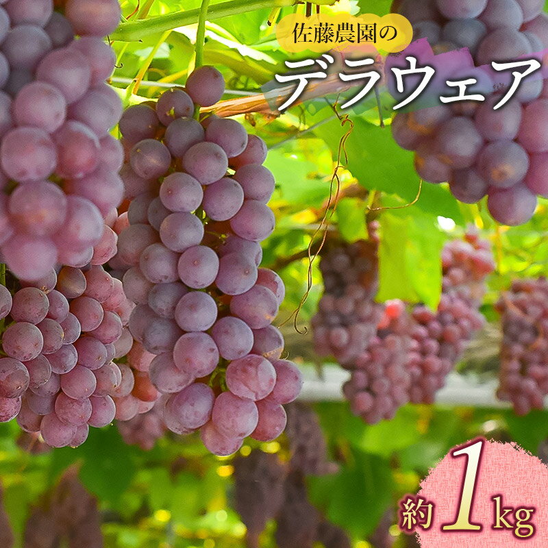 【令和8年産先行予約】ぶどう デラウエア 約1kg　佐藤農園