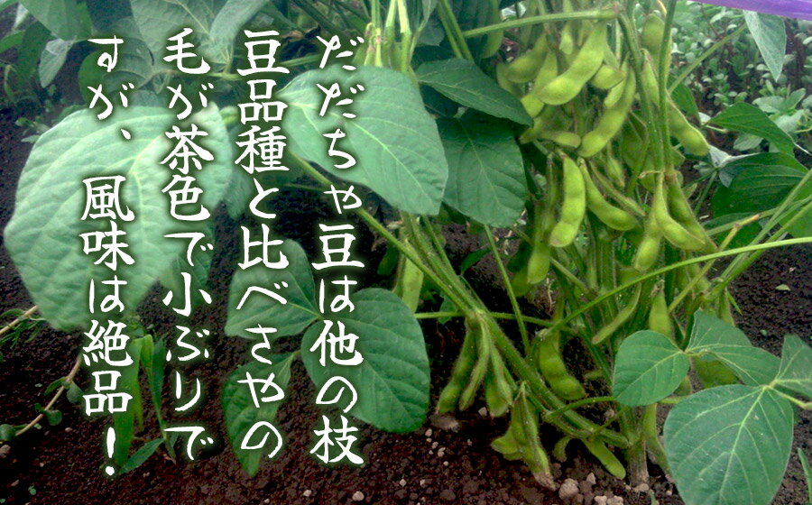 【ふるさと納税】【令和8年産先行予約】 ”元祖”森屋藤十郎の白山産だだちゃ豆 お楽しみ定期便3回「早生・白山(本豆)・晩生」各1kg（500g×2袋） K-831　鶴岡特産 | 枝豆 山形県 鶴岡市 東北 えだまめ エダマメ 特産品 お取り寄せ ご当地 茶豆 名産品 おつまみ 肴 食品 - 画像2