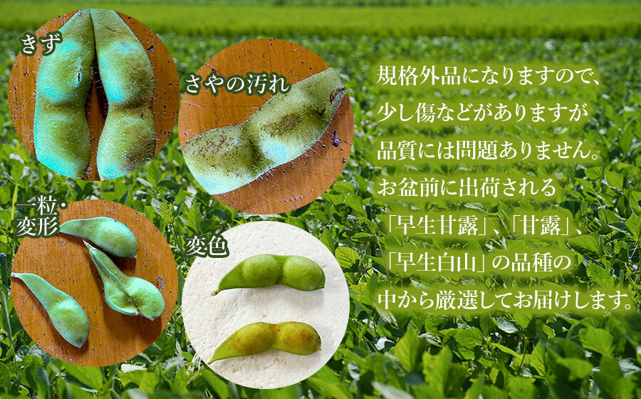 【ふるさと納税】【令和8年産先行予約】”元祖”森屋藤十郎の白山産だだちゃ豆「訳あり」 早生 2kg（1kg×2袋） K-831 | 鶴岡特産 枝豆 山形県 鶴岡市 東北 えだまめ エダマメ 特産品 お取り寄せ ご当地 茶豆 名産品 おつまみ 酒のつまみ 肴 食品 - 画像2