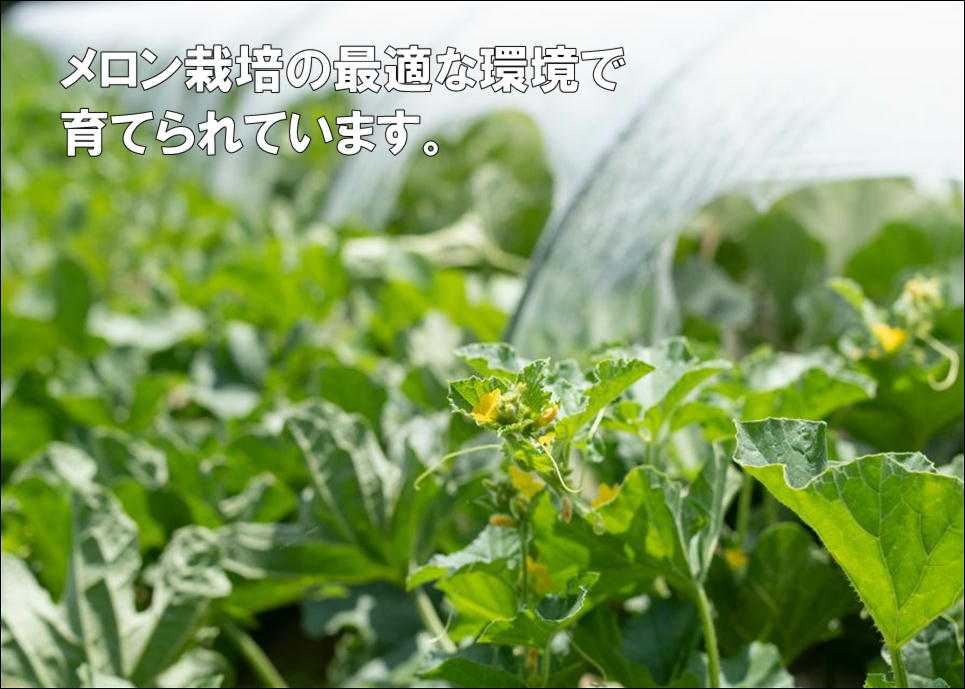 【ふるさと納税】【令和8年産先行予約】菅原農園の庄内砂丘メロン　アンデスメロン (青肉) 約5kg (3〜5玉) 【7月下旬～8月上旬】K-835 | 山形県 鶴岡市 フルーツ 果物 くだもの お取り寄せ グルメ 青肉 めろん 特産品 名産品 - 画像3