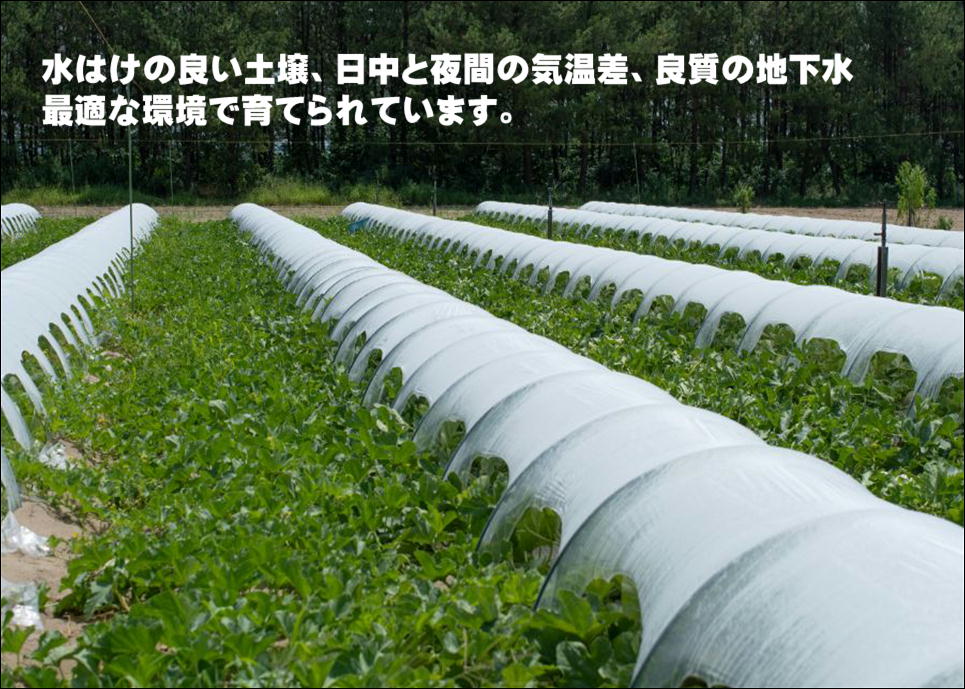 【ふるさと納税】【令和8年産先行予約】菅原農園の庄内砂丘メロン　アンデスメロン (青肉) 約5kg (3〜5玉) 【7月下旬～8月上旬】K-835 | 山形県 鶴岡市 フルーツ 果物 くだもの お取り寄せ グルメ 青肉 めろん 特産品 名産品 - 画像2