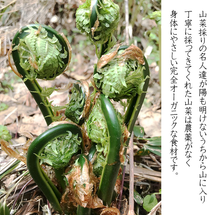 【ふるさと納税】【令和8年産先行予約】天然山菜おまかせセット1kg（3種類以上） わかば屋 | 山形県 鶴岡市 山形 鶴岡 楽天ふるさと 納税 支援 東北 返礼品 山菜 野菜 やさい お取り寄せ ご当地 特産品 食品 食べ物 食料品 取り寄せ さんさい 山の幸 天然山菜　2026年 サムネイル2