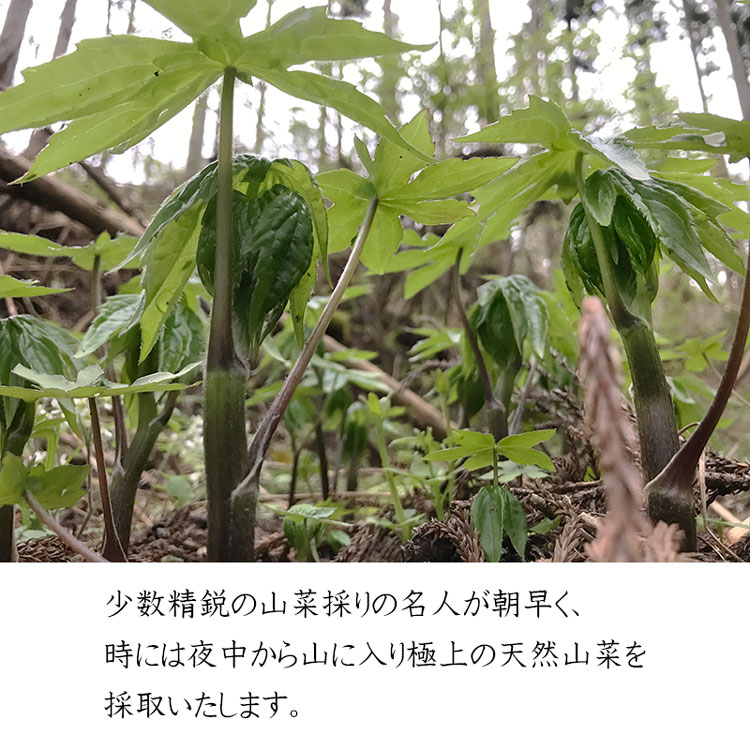 【ふるさと納税】【令和8年産先行予約】天然山菜おまかせセット1kg（3種類以上） わかば屋 | 山形県 鶴岡市 山形 鶴岡 楽天ふるさと 納税 支援 東北 返礼品 山菜 野菜 やさい お取り寄せ ご当地 特産品 食品 食べ物 食料品 取り寄せ さんさい 山の幸 天然山菜　2026年 サムネイル3