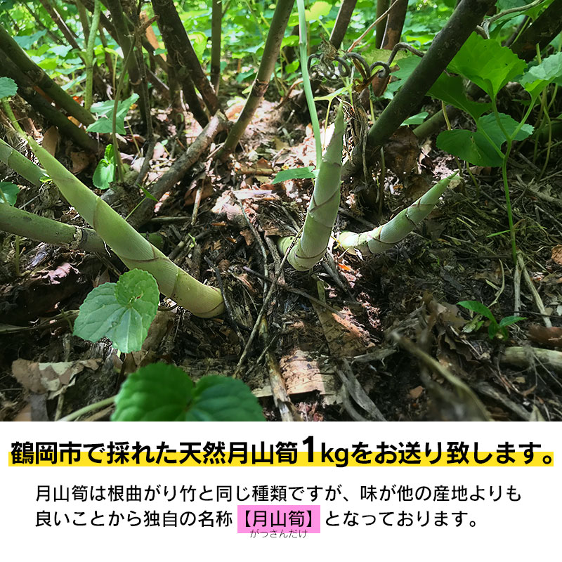 【ふるさと納税】【令和8年産先行予約】天然月山筍（がっさんだけ）1kg サイズ混合 わかば屋 孟宗竹 たけのこ | 山形県 鶴岡市 楽天ふるさと 納税 支援 東北 返礼品 山菜 タケノコ 筍 野菜 やさい お取り寄せ ご当地 特産品 食品 食べ物 取り寄せ 山の幸　2026年 - 画像2