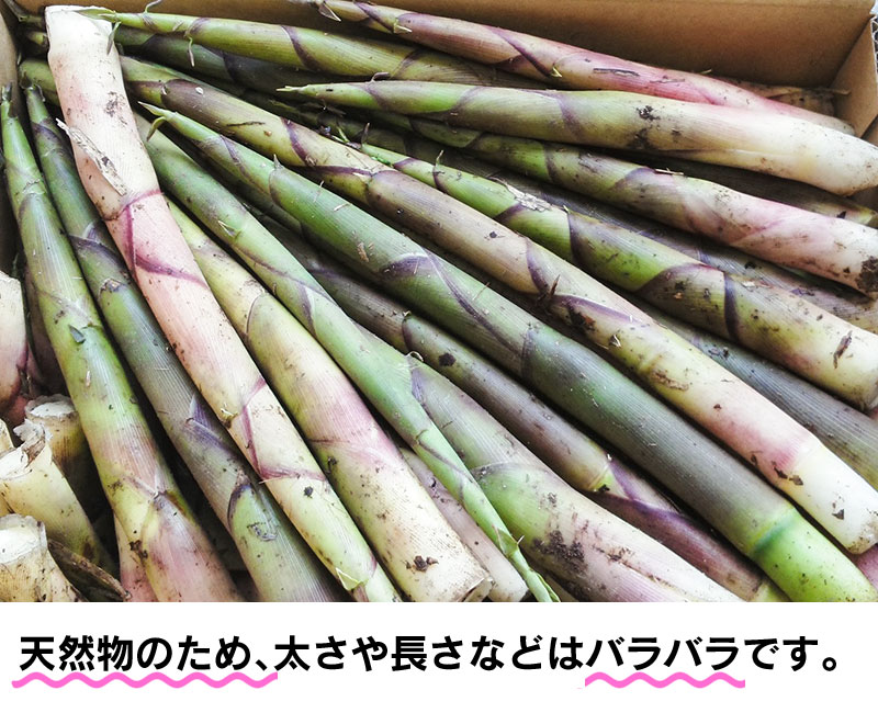 【ふるさと納税】【令和8年産先行予約】天然月山筍（がっさんだけ）1kg サイズ混合 わかば屋 孟宗竹 たけのこ | 山形県 鶴岡市 楽天ふるさと 納税 支援 東北 返礼品 山菜 タケノコ 筍 野菜 やさい お取り寄せ ご当地 特産品 食品 食べ物 取り寄せ 山の幸　2026年 - 画像3