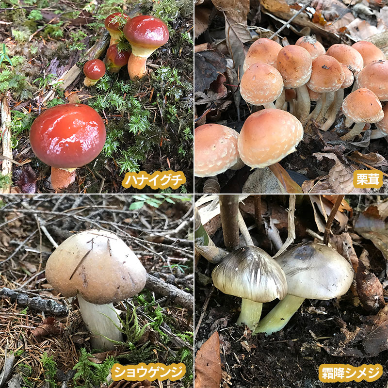 【ふるさと納税】【令和8年産先行予約】天然きのこ おまかせセット（3種類以上）500g【発送時期：8月1日〜11月30日頃】 きのこ わかば屋　2026年 - 画像3