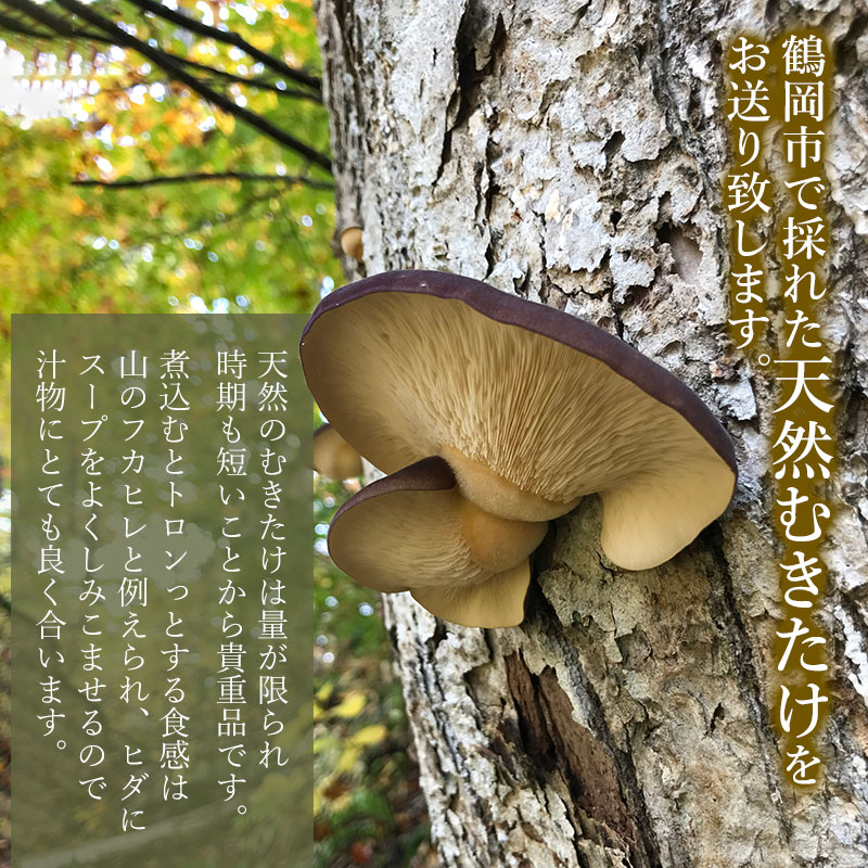 【ふるさと納税】【令和8年産先行予約 】山形県鶴岡市産 天然むきたけ 2kg 【発送時期：10月20日〜11月30日頃】きのこ わかば屋 2026年 - 画像2