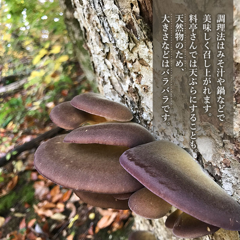 【ふるさと納税】【令和8年産先行予約 】山形県鶴岡市産 天然むきたけ 2kg 【発送時期：10月20日〜11月30日頃】きのこ わかば屋 2026年 - 画像3