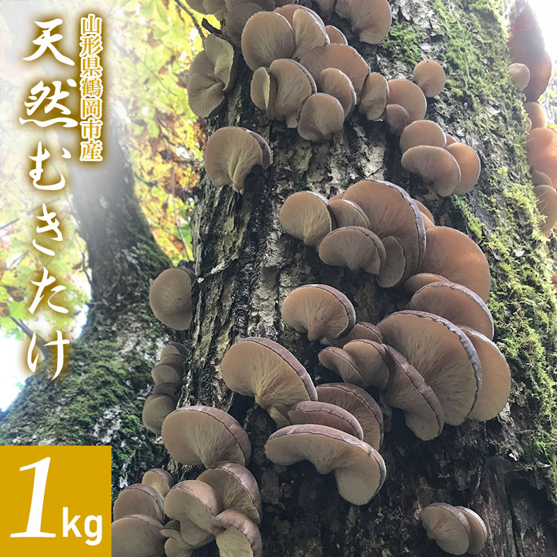 【令和8年産先行予約】山形県鶴岡市産 天然むきたけ 1kg 【発送時期：10月20日〜11月30日頃】 きのこ わかば屋 2026年