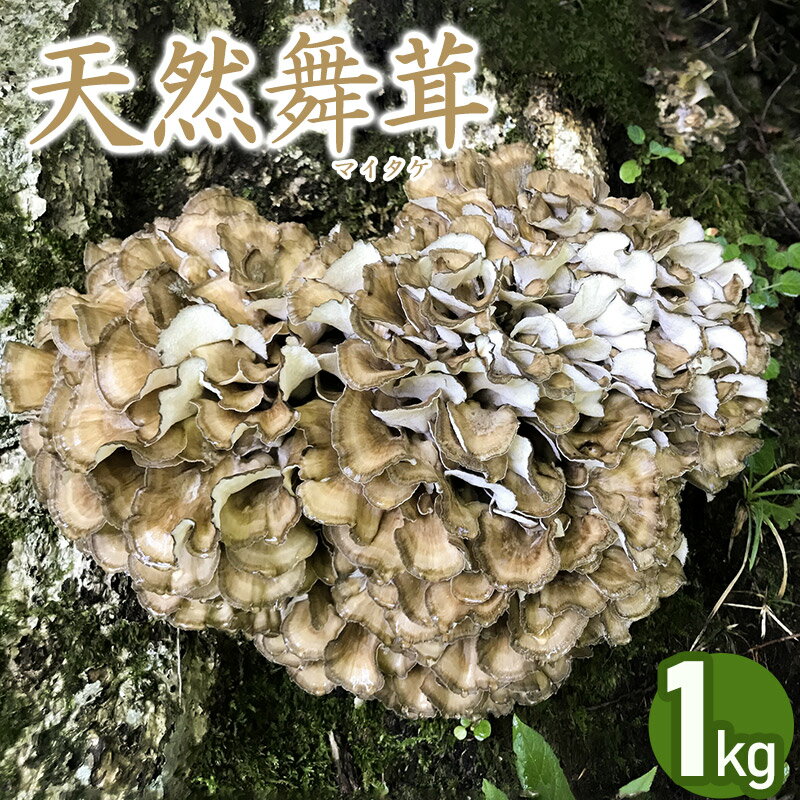 【令和8年産先行予約】天然舞茸 1kg きのこ まいたけ 発送時期：9月1日〜10月15日頃 | 山形県鶴岡市 山形県 鶴岡市 山形 鶴岡 楽天ふるさと 納税 支援 東北 返礼品 舞茸 マイタケ お取り寄せ ご当地 特産品 取り寄せ 支援品 食品 キノコ 2026年