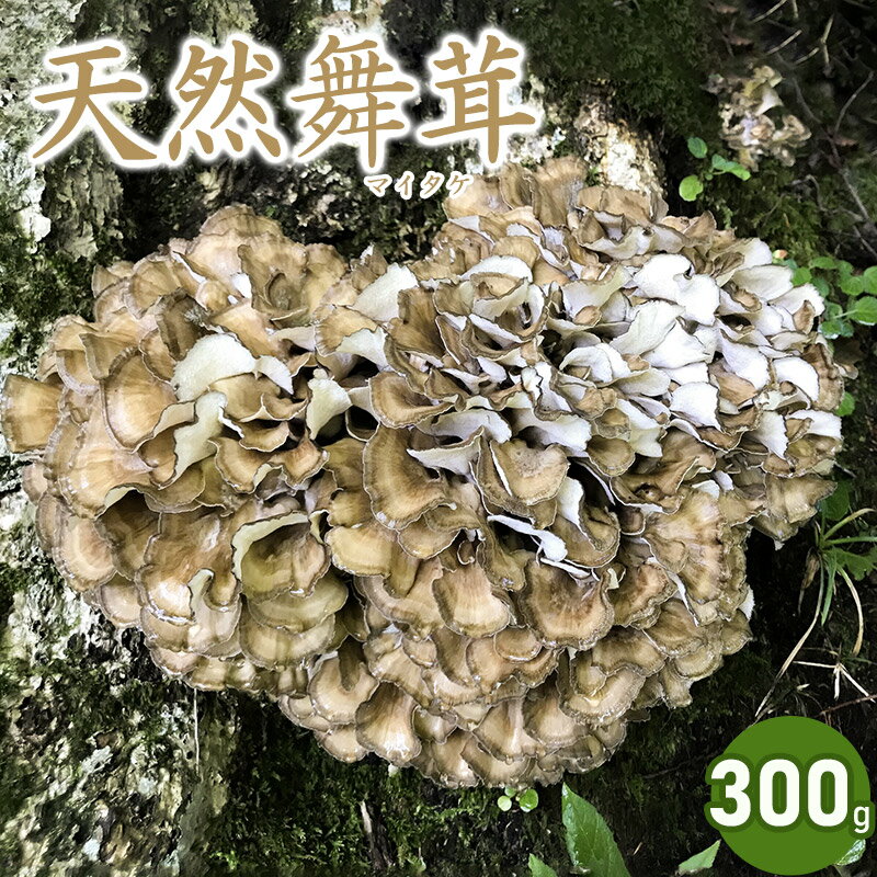 【令和8年産先行予約】天然舞茸 300g きのこ まいたけ 発送時期：9月1日〜10月15日頃 | 山形県 鶴岡市 楽天ふるさと 納税 山形 支援 返礼品 お取り寄せ 天然 舞茸 マイタケ 取り寄せ 特産品 名産品 支援品 天然きのこ キノコ 食品 食べ物 2026年