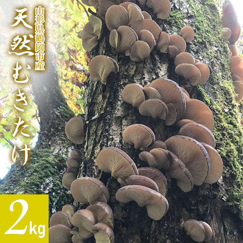 【令和8年産先行予約 】山形県鶴岡市産 天然むきたけ 2kg 【発送時期：10月20日〜11月30日頃】きのこ わかば屋 2026年