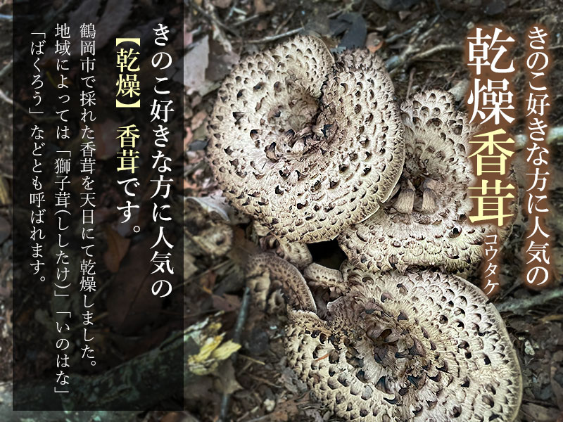 【ふるさと納税】乾燥香茸（獅子茸） 30g　サイズ混合　天日干し　山形県鶴岡市産　【発送時期：4月1日〜7月15日頃】 きのこ わかば屋 - 画像2