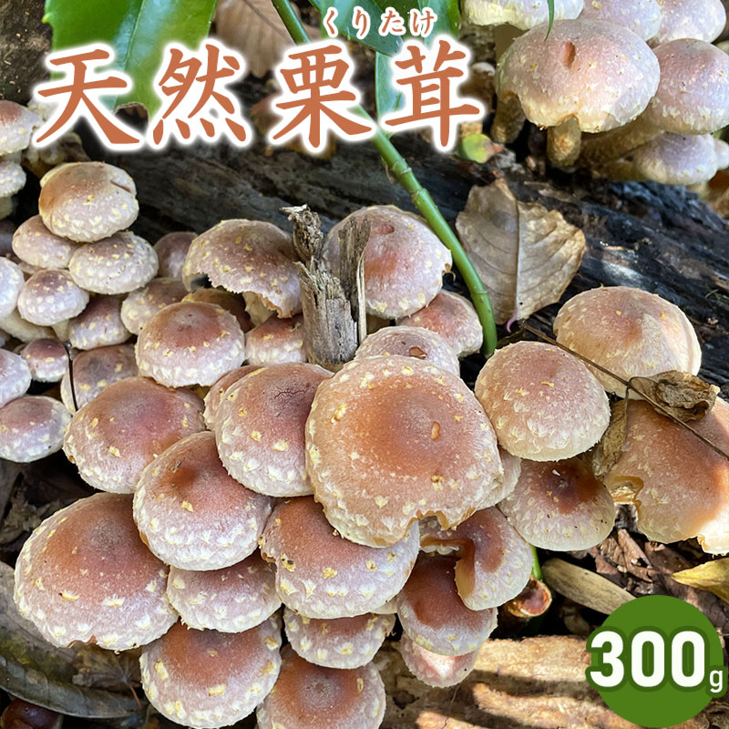 【令和8年産先行予約】天然くりたけ 300g きのこ 栗茸 発送時期：10月1日〜11月30日頃 | 山形県 鶴岡市 楽天ふるさと 納税 山形 支援 返礼品 お取り寄せ 天然 くりたけ クリタケ 取り寄せ 特産品 名産品 支援品 天然きのこ キノコ 食品 食べ物　2026年