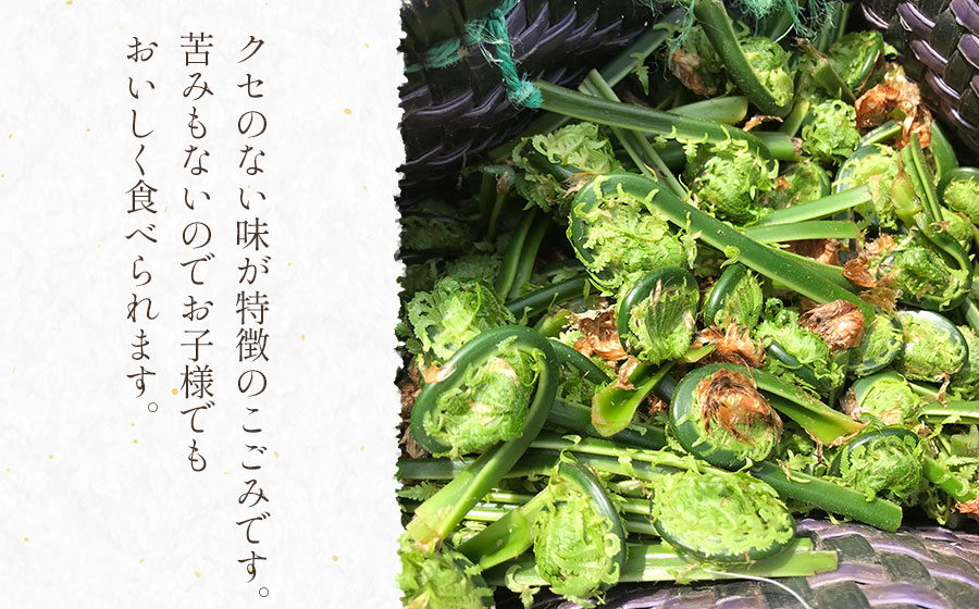 【ふるさと納税】【令和8年産先行予約】天然こごみ 【1kg〜2kg】 山菜　わかば屋　2026年 - 画像2