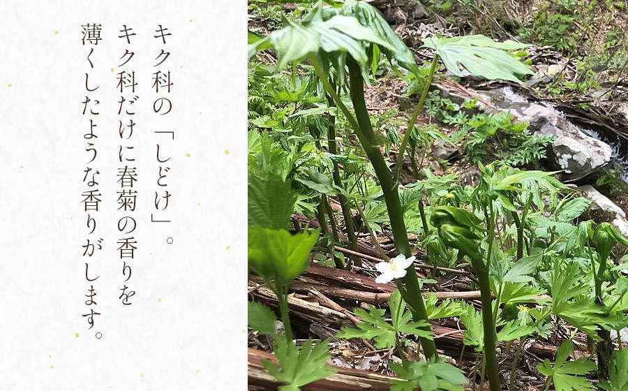 【ふるさと納税】【令和8年産先行予約】天然しどけ 【500g〜1kg】 山菜　わかば屋 2026年 - 画像2