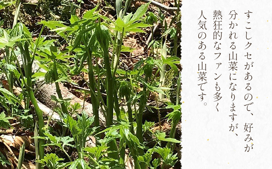 【ふるさと納税】【令和8年産先行予約】天然しどけ 【500g〜1kg】 山菜　わかば屋 2026年 - 画像3