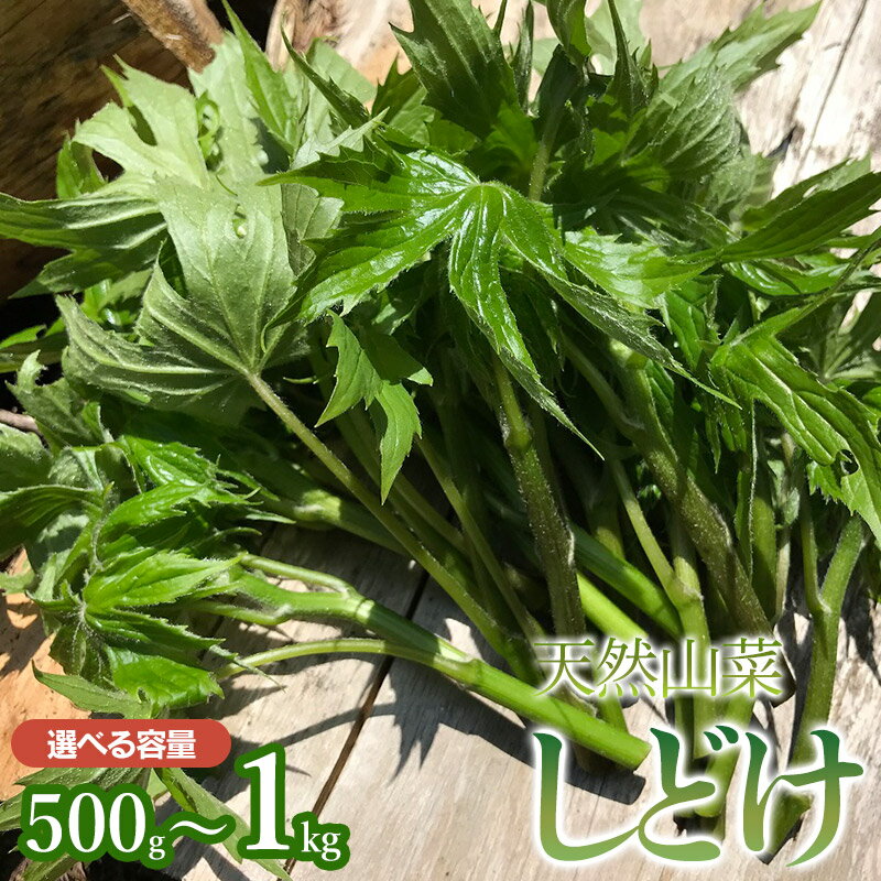 【令和8年産先行予約】天然しどけ 【500g〜1kg】 山菜　わかば屋 2026年