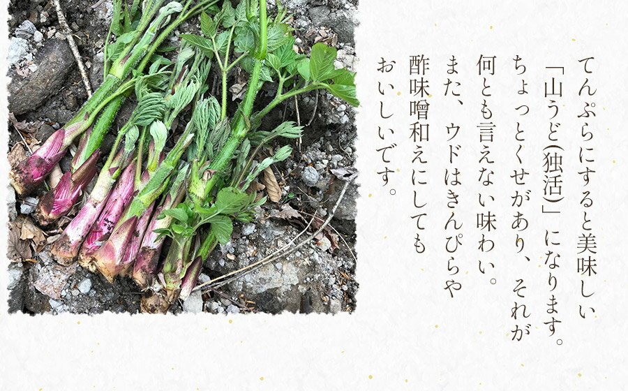 【ふるさと納税】【令和8年産先行予約】天然 山ウド 【1kg〜2kg】　わかば屋　2026年 - 画像2