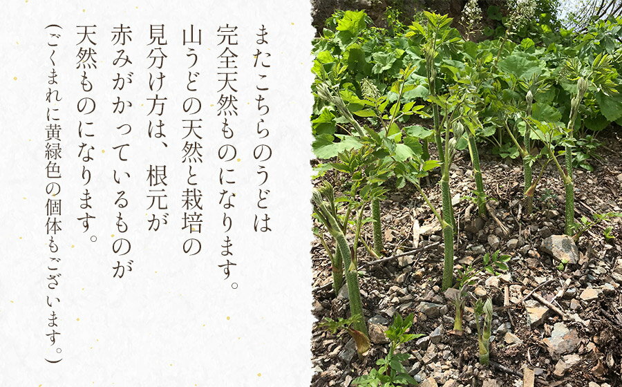 【ふるさと納税】【令和8年産先行予約】天然 山ウド 【1kg〜2kg】　わかば屋　2026年 - 画像3