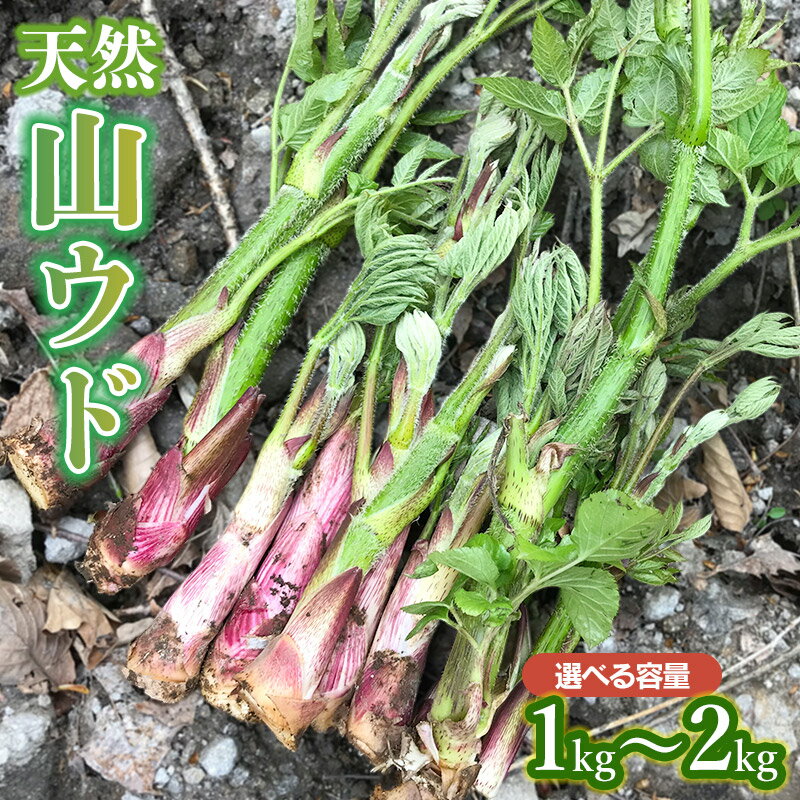 【令和8年産先行予約】天然 山ウド 【1kg〜2kg】　わかば屋　2026年