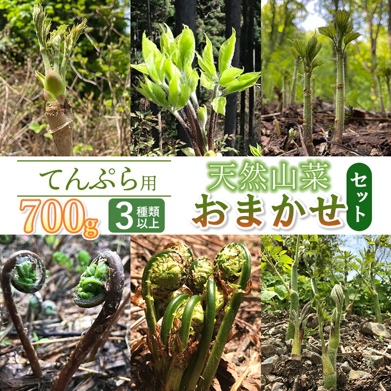【令和8年産先行予約】天ぷら用　天然山菜おまかせセット 700g（3種類以上）　わかば屋　2026年