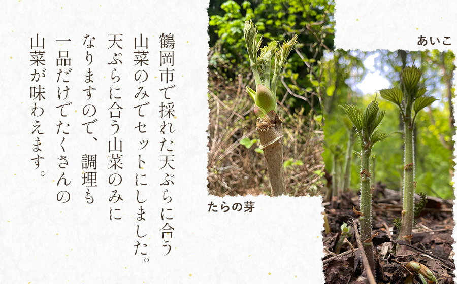 【ふるさと納税】【令和8年産先行予約】天ぷら用　天然山菜おまかせセット 700g（3種類以上）　わかば屋　2026年 - 画像2