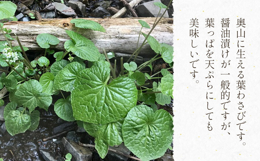 【ふるさと納税】【令和8年産先行予約】天然 葉わさび 【700g〜1.5kg】 山菜　わかば屋　2026年 - 画像2