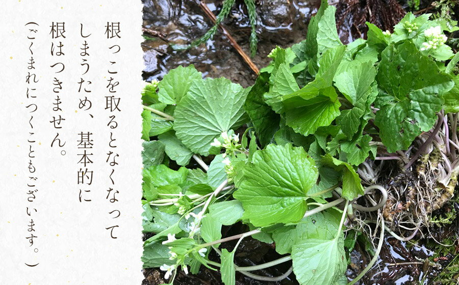 【ふるさと納税】【令和8年産先行予約】天然 葉わさび 【700g〜1.5kg】 山菜　わかば屋　2026年 - 画像3