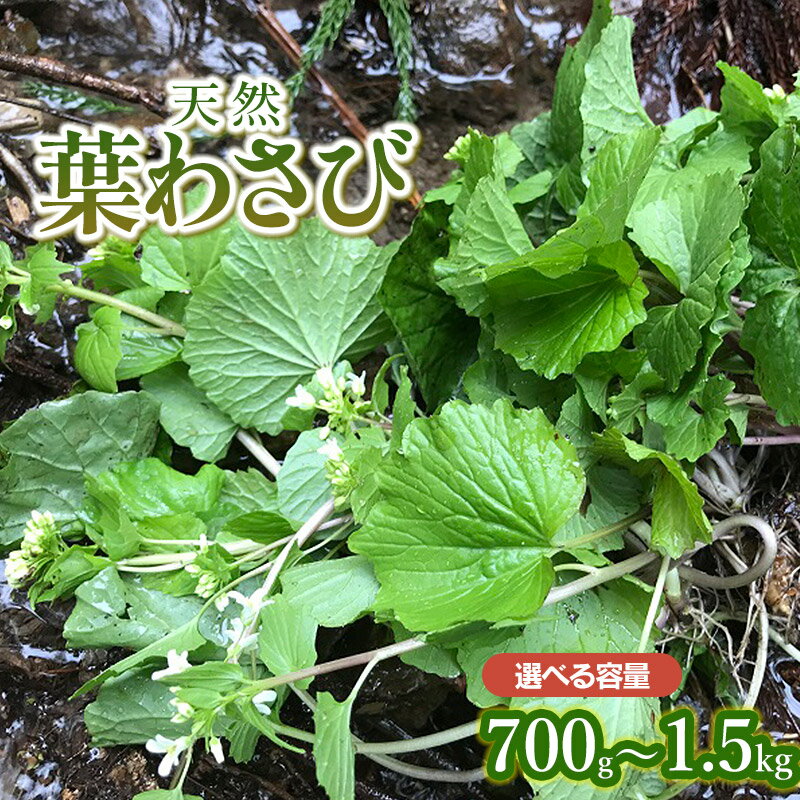 【令和8年産先行予約】天然 葉わさび 【700g〜1.5kg】 山菜　わかば屋　2026年