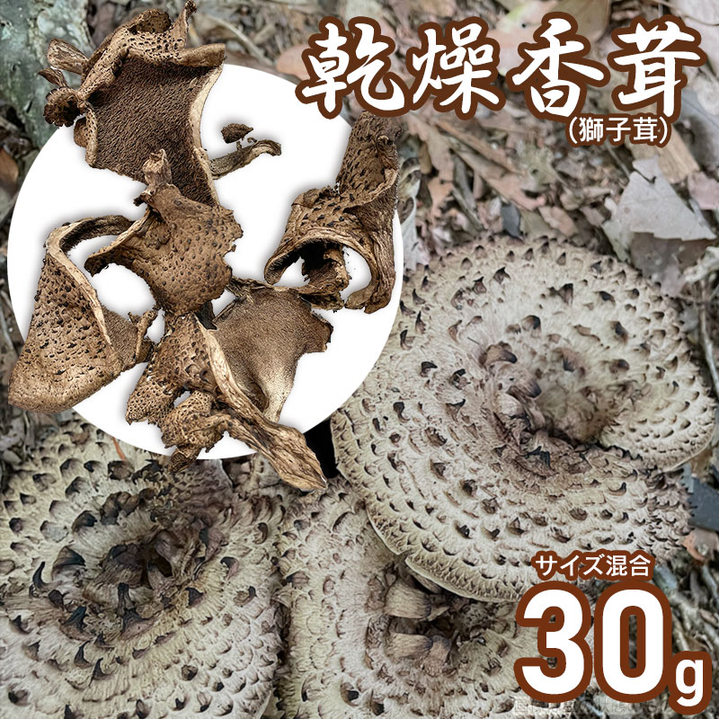 乾燥香茸（獅子茸） 30g　サイズ混合　天日干し　山形県鶴岡市産　【発送時期：4月1日〜7月15日頃】 きのこ わかば屋