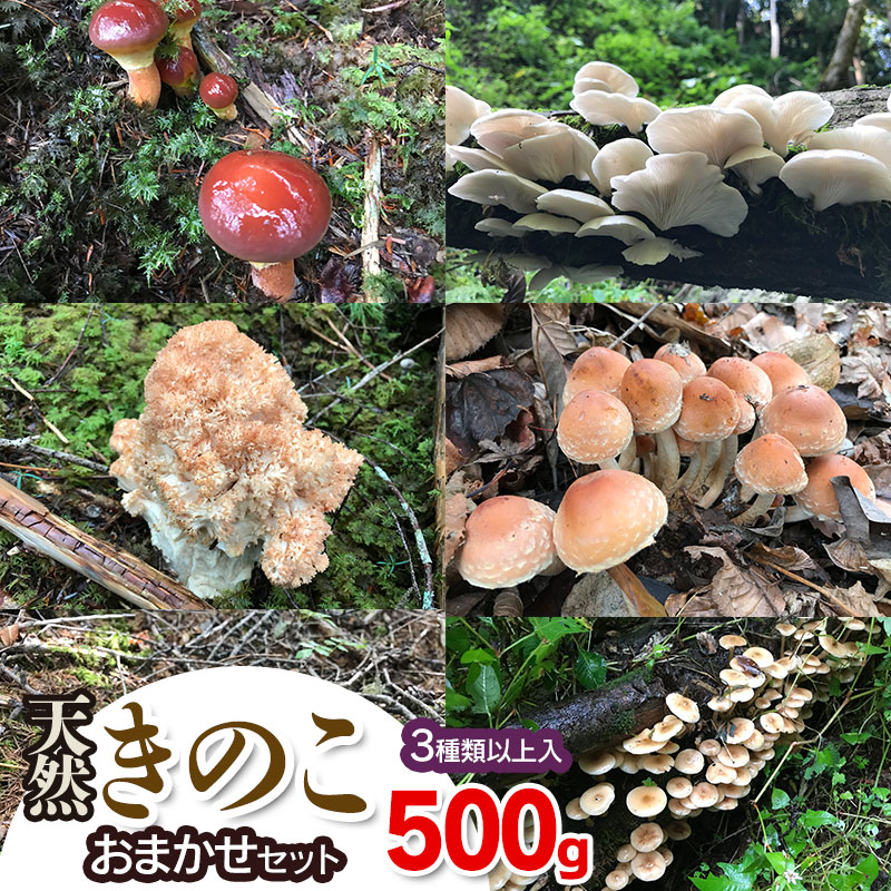 【令和8年産先行予約】天然きのこ おまかせセット（3種類以上）500g【発送時期：8月1日〜11月30日頃】 きのこ わかば屋　2026年