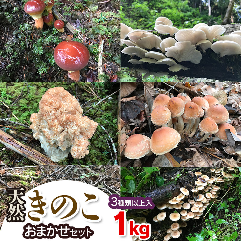 【令和8年産先行予約】天然きのこ おまかせセット（3種類以上）1kg【発送時期：8月1日〜11月30日頃】 きのこ わかば屋　2026年