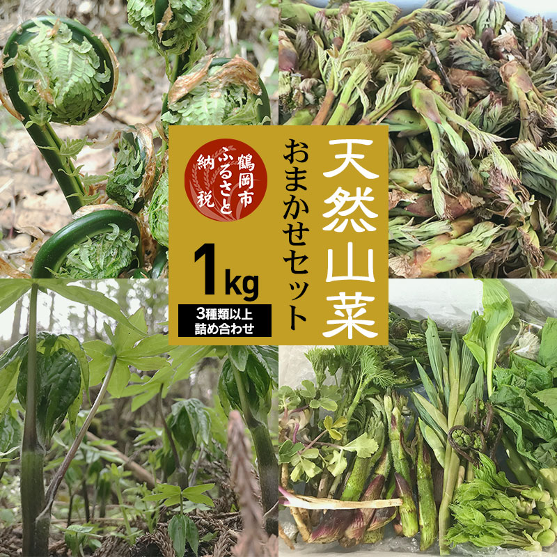 【令和8年産先行予約】天然山菜おまかせセット1kg（3種類以上） わかば屋 | 山形県 鶴岡市 山形 鶴岡 楽天ふるさと 納税 支援 東北 返礼品 山菜 野菜 やさい お取り寄せ ご当地 特産品 食品 食べ物 食料品 取り寄せ さんさい 山の幸 天然山菜　2026年