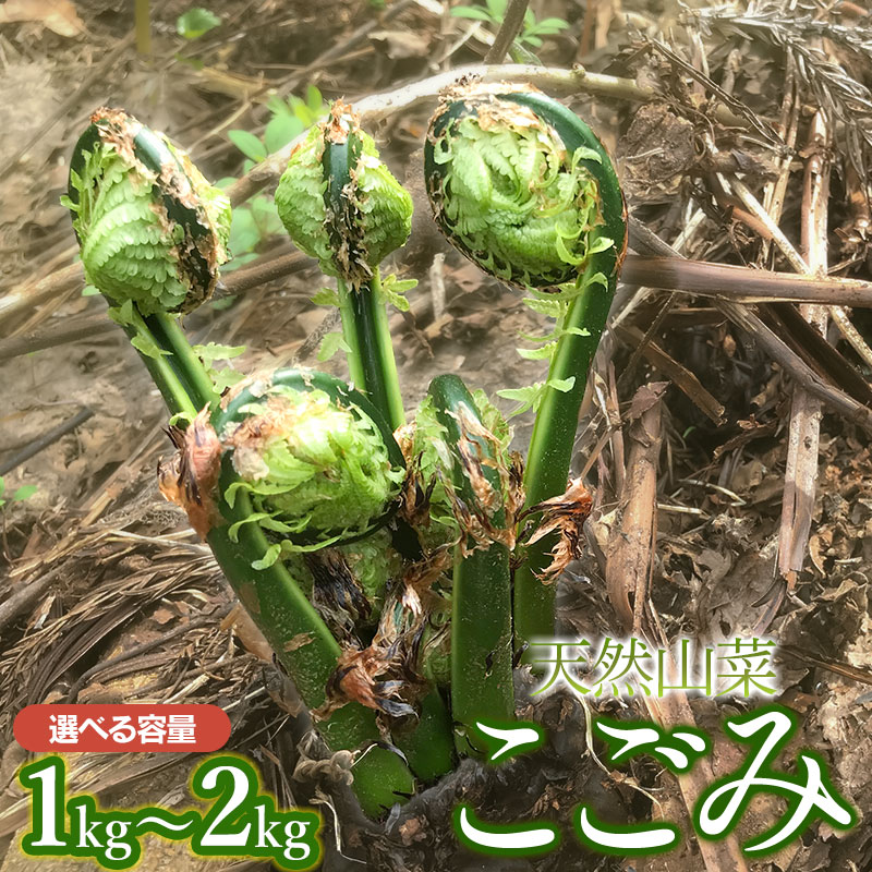 【令和8年産先行予約】天然こごみ 【1kg〜2kg】 山菜　わかば屋　2026年
