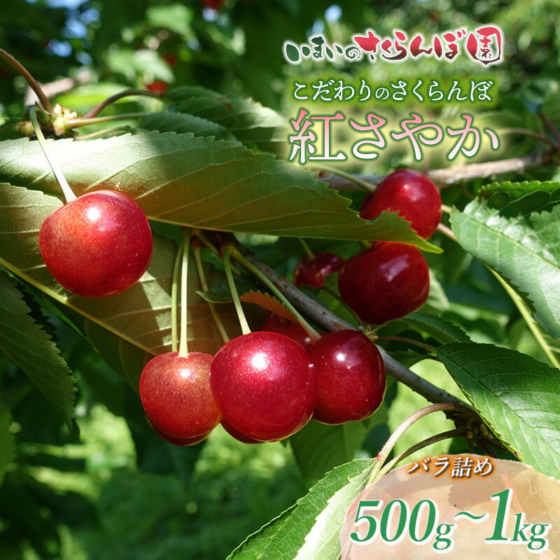 【令和8年産先行予約】こだわりのさくらんぼ　紅さやか　バラ詰め 500g〜1kg いまいのさくらんぼ園 [K-831,K-858]