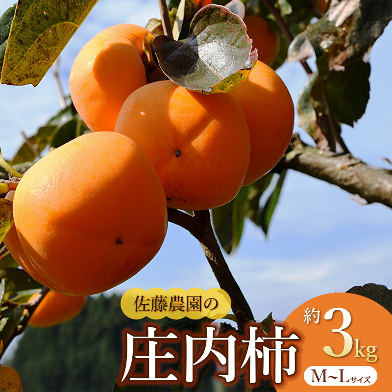 【令和8年産先行予約】庄内柿 M～Lサイズ　約3kg　佐藤農園