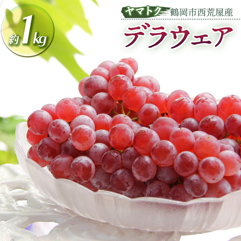 【令和8産先行予約】 デラウェア 約1kg（5〜6房） 山形県 鶴岡市産 ヤマトク