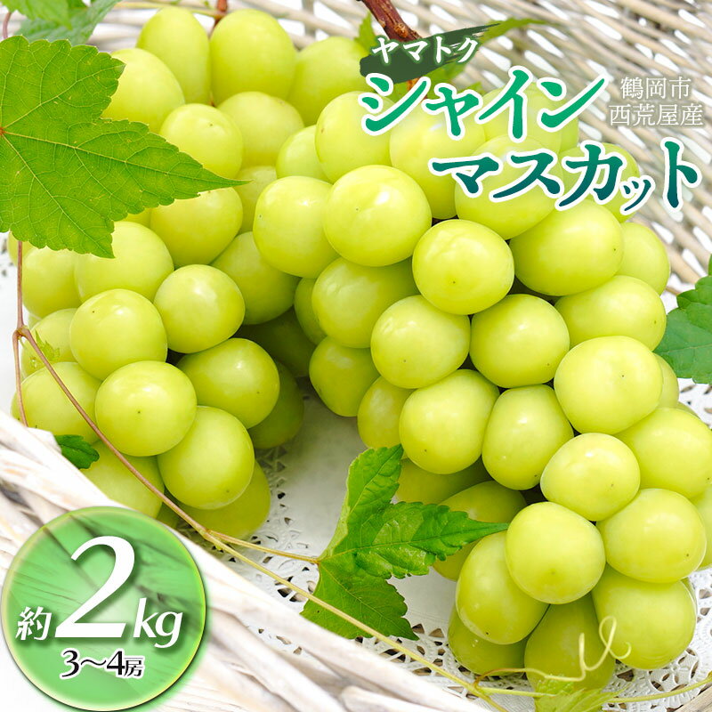 【令和8産先行予約】 シャインマスカット 約2kg（3〜4房） 山形県 鶴岡市産 ヤマトク