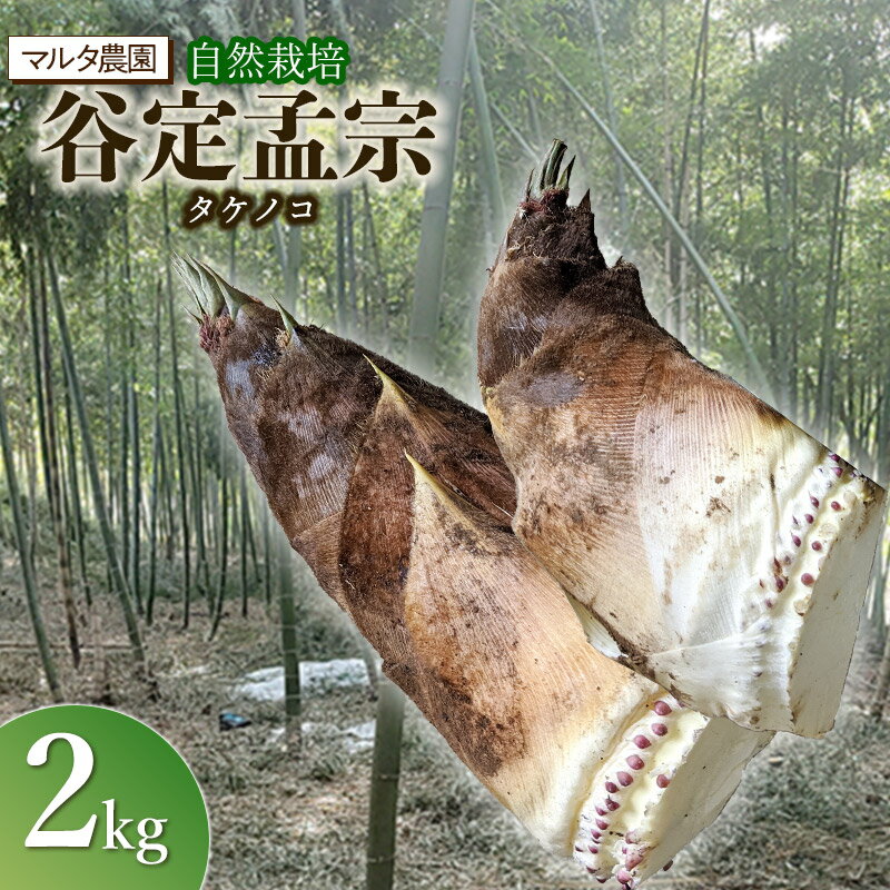 【令和8年産先行予約】自然栽培 谷定孟宗（タケノコ）2kg　マルタ農園 | 筍 竹の子
